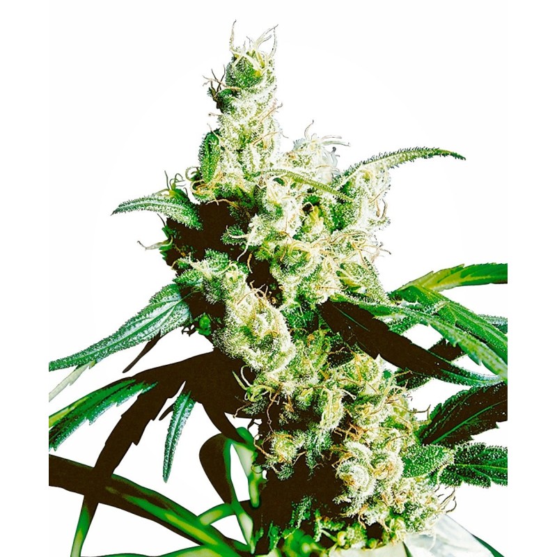 Silver Haze Regolare semi Sensi Seeds