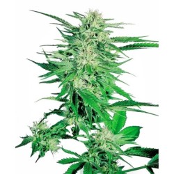 Big Bud Femminizzata semi Sensi Seeds