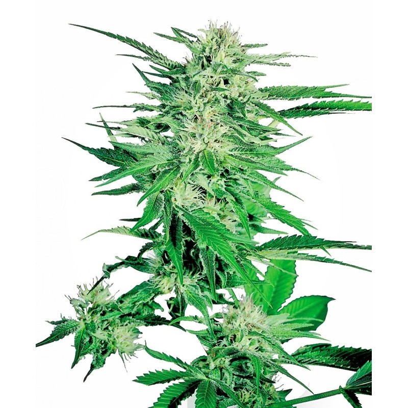 Big Bud Femminizzata semi Sensi Seeds
