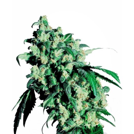 Super Skunk Femminizzata semi Sensi Seeds