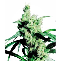 Silver Haze Femminizzata semi Sensi Seeds