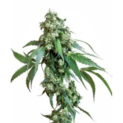 Jack Flash numero 5 Femminizzata semi Sensi Seeds