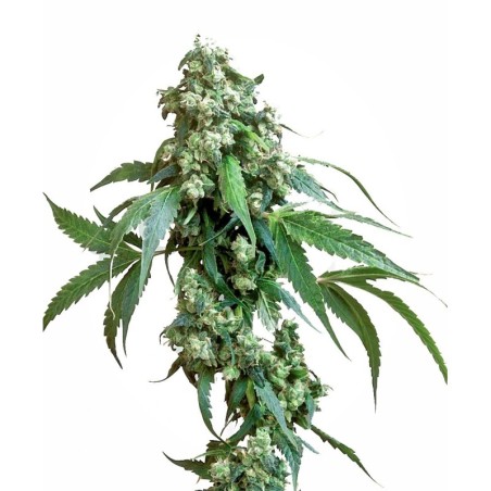 Jack Flash numero 5 Femminizzata semi Sensi Seeds