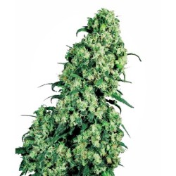 Skunk numero 1 Femminizzata semi Sensi Seeds