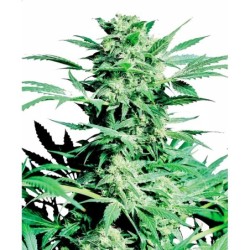 Shiva Skunk Femminizzata semi Sensi Seeds