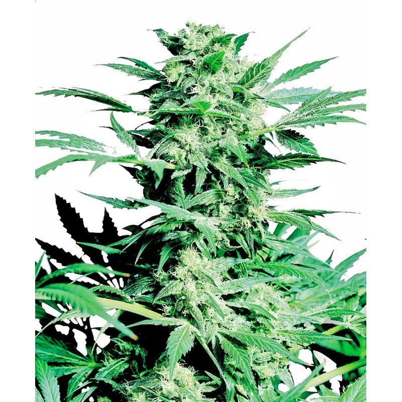 Shiva Skunk Femminizzata semi Sensi Seeds