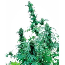 Early Skunk Femminizzata semi Sensi Seeds