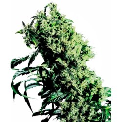 NLnumero 5 x Haze Femminizzata semi Sensi Seeds