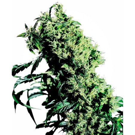 NLnumero 5 x Haze Femminizzata semi Sensi Seeds