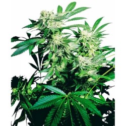 Skunk Kush Femminizzata semi Sensi Seeds