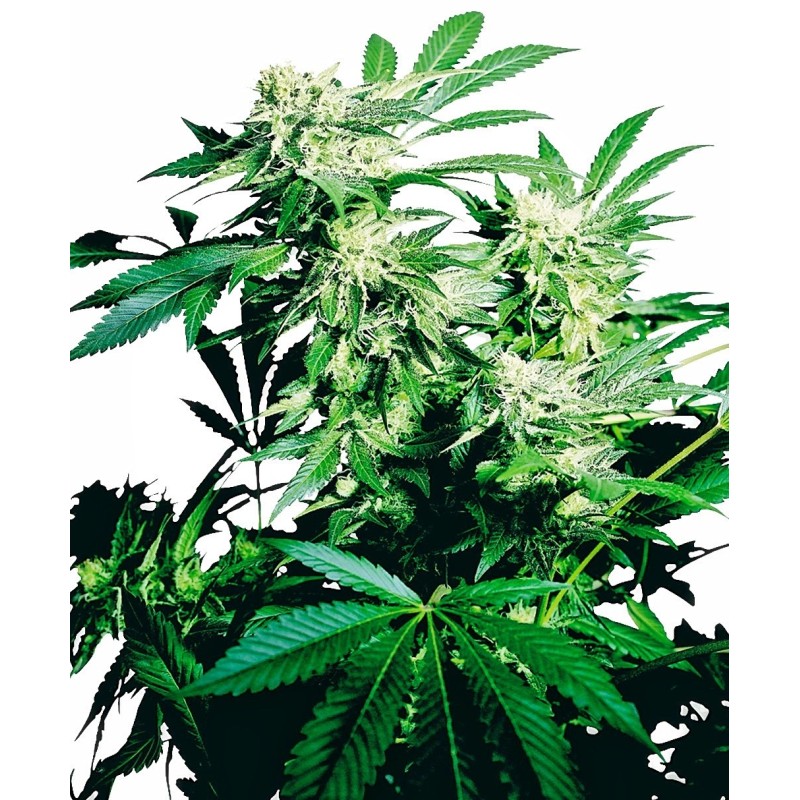 Skunk Kush Femminizzata semi Sensi Seeds