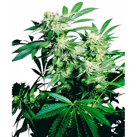 Skunk Kush Femminizzata semi Sensi Seeds