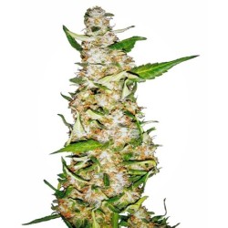 Skunk numero 1 Autofiorente semi Sensi Seeds