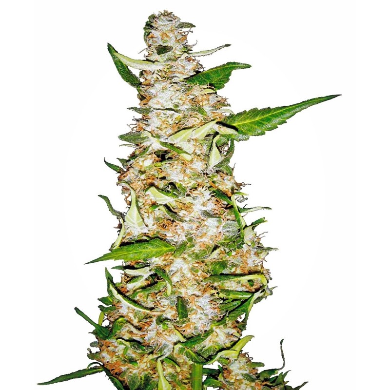 Skunk numero 1 Autofiorente semi Sensi Seeds