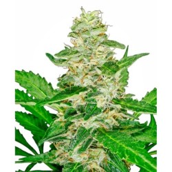 Super Skunk Autofiorente semi Sensi Seeds