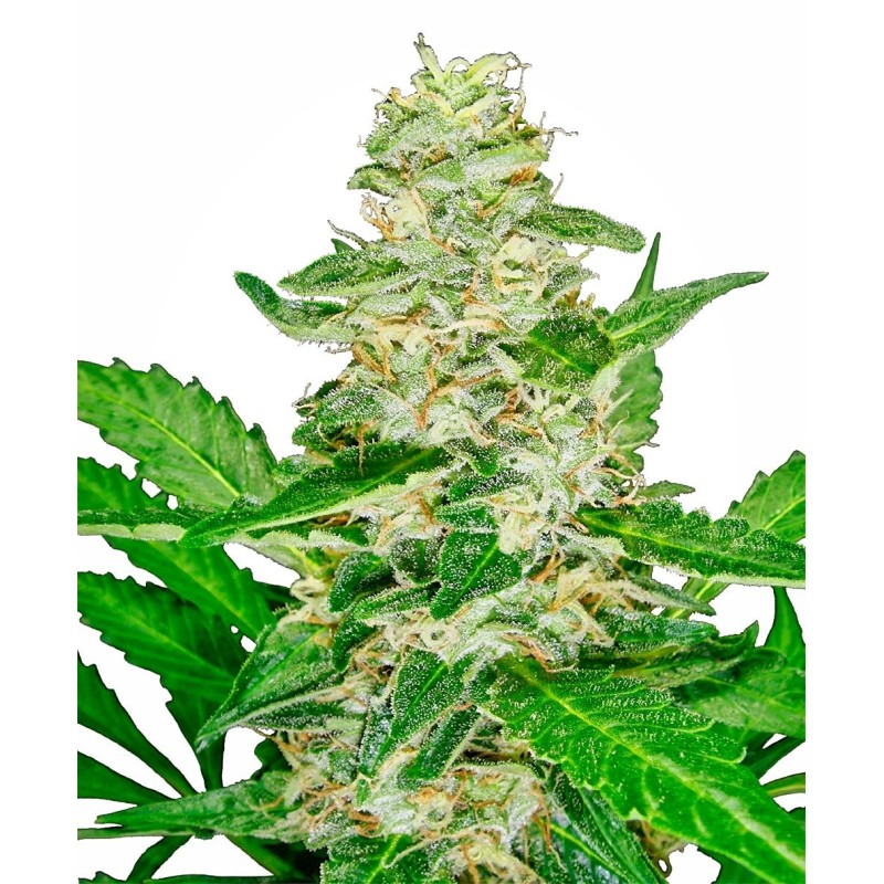 Super Skunk Autofiorente semi Sensi Seeds
