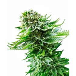 Northern Lights Autofiorente semi Sensi Seeds