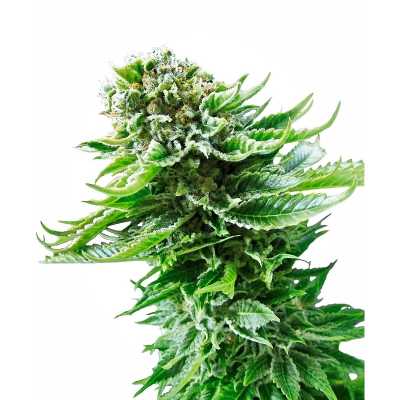 Northern Lights Autofiorente semi Sensi Seeds