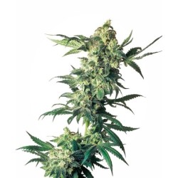 Northern Lights Femminizzata semi Sensi Seeds