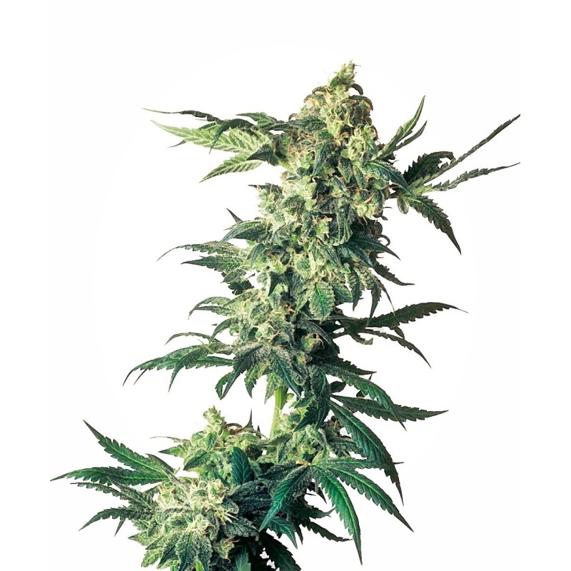 Northern Lights Femminizzata semi Sensi Seeds
