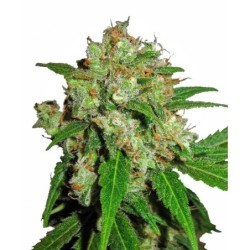 Sensi Skunk Femminizzata semi Sensi Seeds