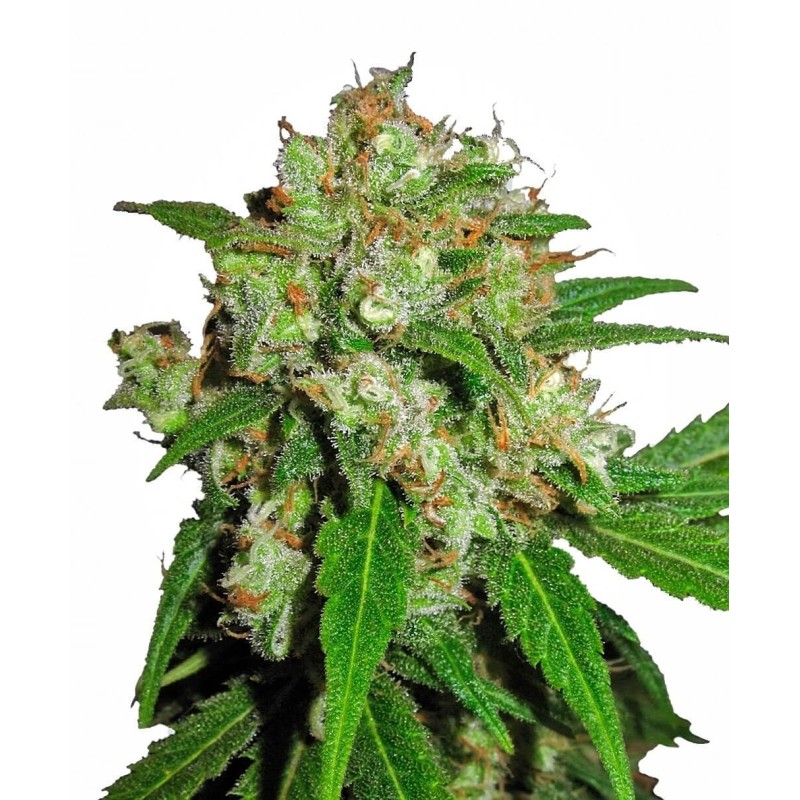 Sensi Skunk Femminizzata semi Sensi Seeds