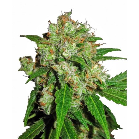 Sensi Skunk Femminizzata semi Sensi Seeds