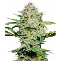 Sensi Skunk Autofiorente semi Sensi Seeds
