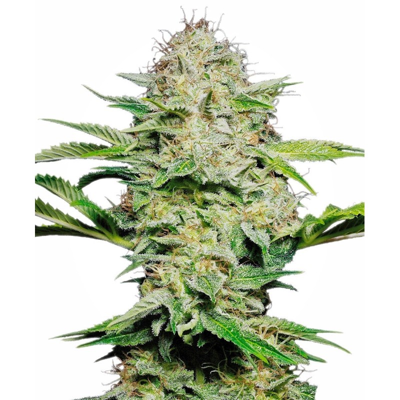 Sensi Skunk Autofiorente semi Sensi Seeds