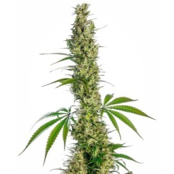 Eagle Bill Regolare semi Sensi Seeds