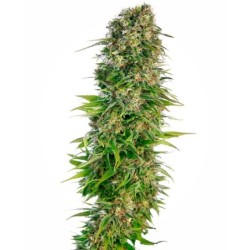 Hindu Kush Autofiorente semi Sensi Seeds