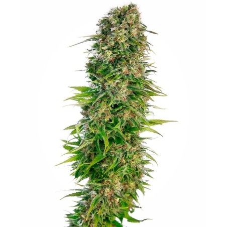 Hindu Kush Autofiorente semi Sensi Seeds