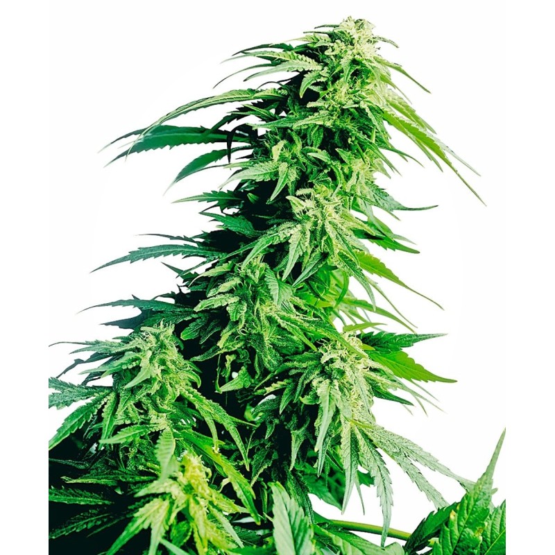 Hindu Kush Femminizzata semi Sensi Seeds