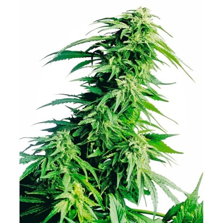 Hindu Kush Femminizzata semi Sensi Seeds