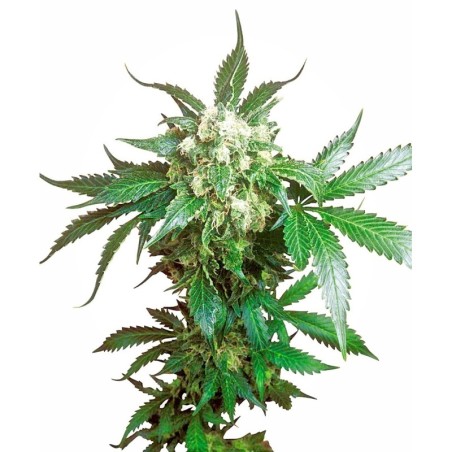 Black Domina Femminizzata semi Sensi Seeds