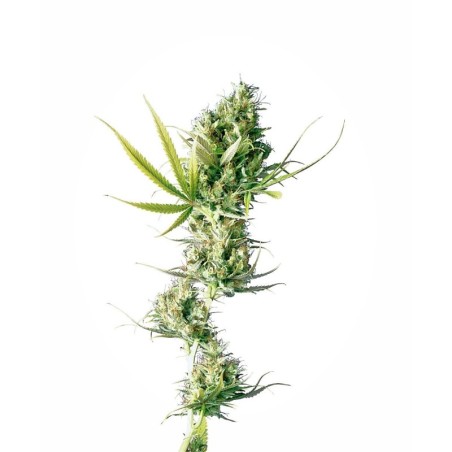 Durban Femminizzata semi Sensi Seeds