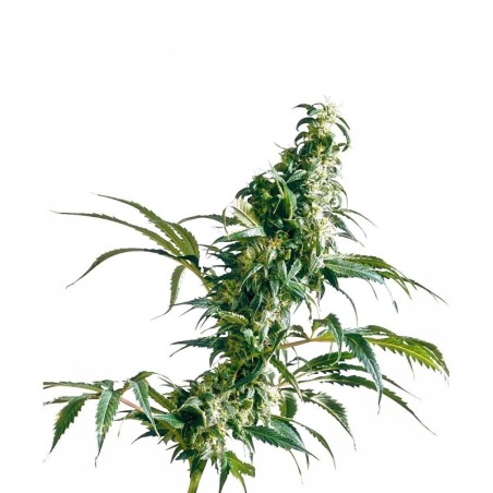 Mexican Sativa Femminizzata semi Sensi Seeds