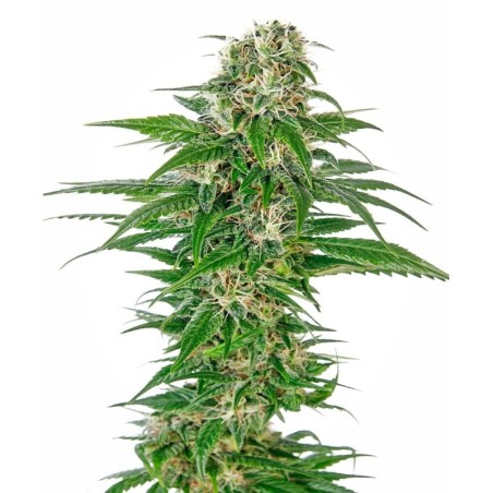 Early Skunk Autofiorente semi Sensi Seeds