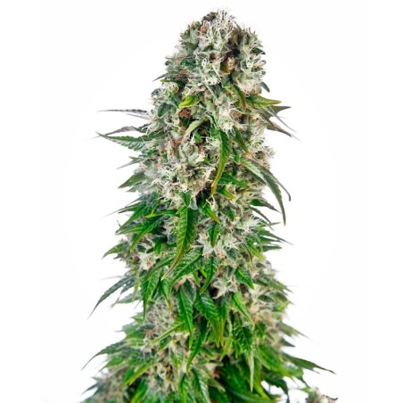 Big Bud Autofiorente semi Sensi Seeds