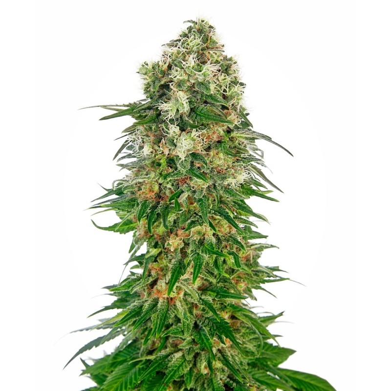 Shiva Skunk Autofiorente semi Sensi Seeds