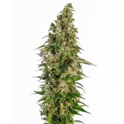 Afghani numero 1 Autofiorente semi Sensi Seeds