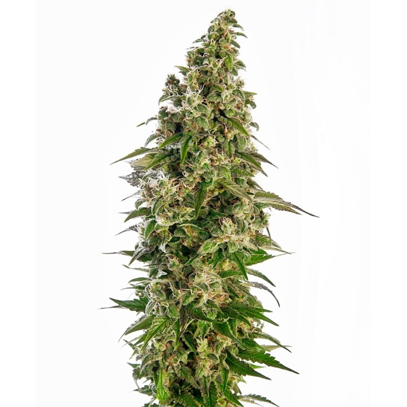 Afghani numero 1 Autofiorente semi Sensi Seeds