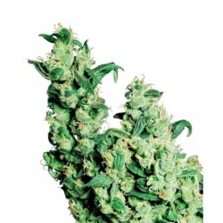 Jack Herer Femminizzata semi Sensi Seeds