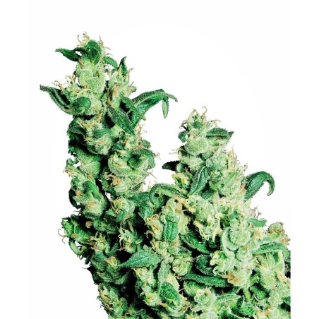 Jack Herer Femminizzata semi Sensi Seeds