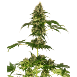 Cobalt Haze Femminizzata semi Sensi Seeds