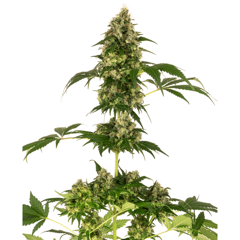 Cobalt Haze Femminizzata semi Sensi Seeds