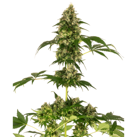 Cobalt Haze Femminizzata semi Sensi Seeds