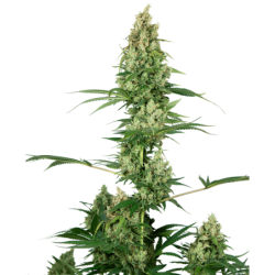 Silver Fire Femminizzata semi Sensi Seeds