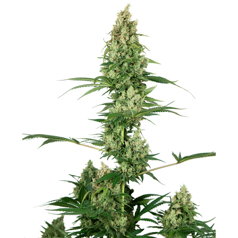 Silver Fire Femminizzata semi Sensi Seeds
