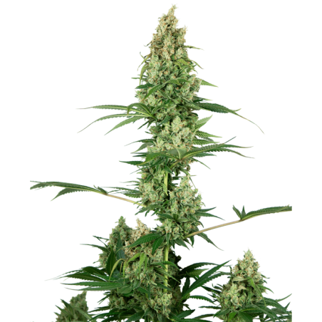 Silver Fire Femminizzata semi Sensi Seeds